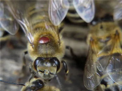 Клещи на пчелах фотографии