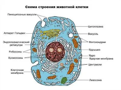 Фотография клетки человека: разные форматы доступны