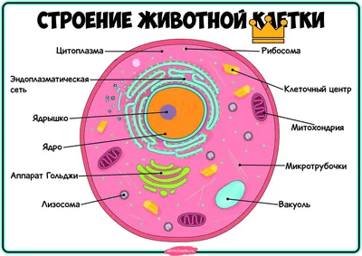 Фотография человеческой клетки: разные размеры