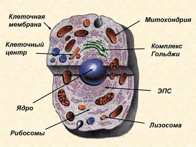 Клетка человека: выберите изображение для загрузки