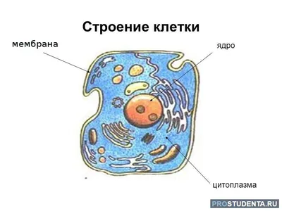 Фото человеческой клетки: выберите формат изображения