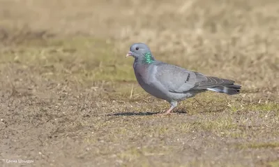 Клинтух: ловкий хищник на фото