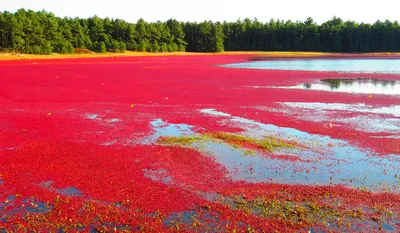 Озорной шарм клюквы дерева запечатлен на фото