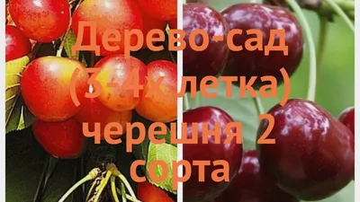 Клюква дерево: обои на телефон с фоном дерева