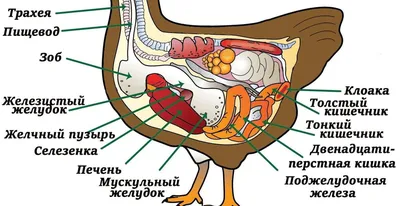 Клоака у человека: WebP изображение