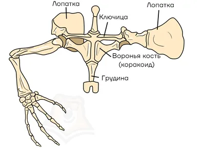 Изображение человеческой клоаки: JPG, PNG, WebP форматы