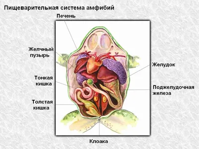 Изображение клоаки у человека: PNG формат для сохранения