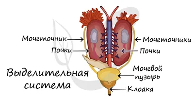 Фото клоаки у человека: Доступные размеры изображения