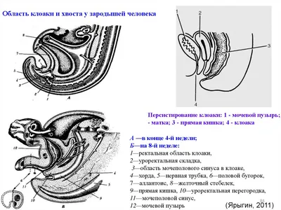 Картинка человеческой клоаки: JPG формат