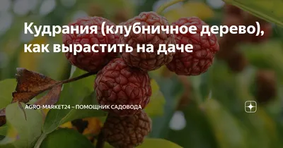 Фотографии клубничного дерева на айфон и андроид: красивые обои для телефона