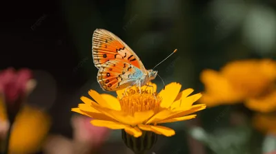Изображение Клумба бабочка: выберите свой размер