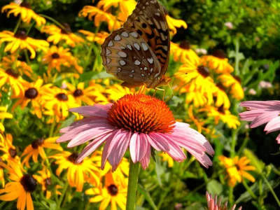 Картинка клумбы с бабочками: природная гармония