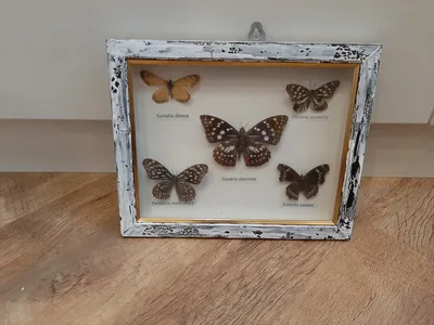 Фото Клумба бабочка в формате PNG для скачивания