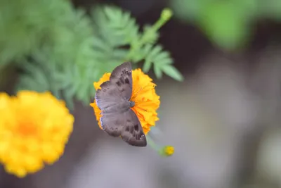 Фото клумбы бабочек в формате WebP: сохраните на своем устройстве
