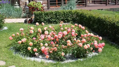 Клумбы из роз своими руками: прекрасное украшение сада