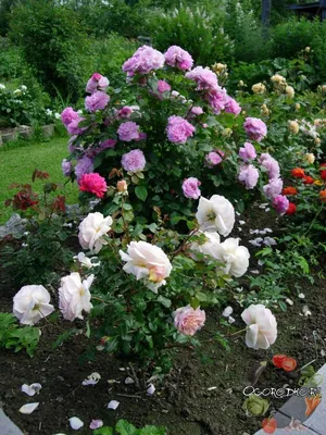 Фотографии клумб из роз в разных размерах: выберите свой вариант