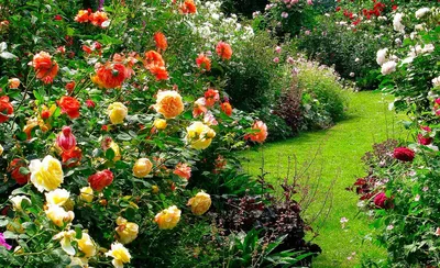 Фото клумб из роз, которые впечатлят своей красотой