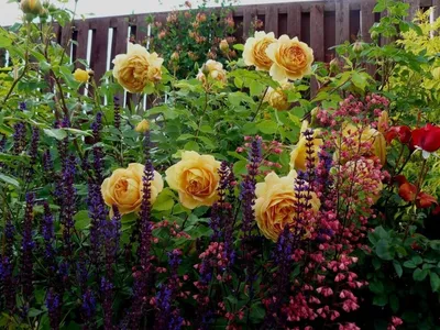 Клумбы с розами на даче: вдохновение для создания сказочного сада