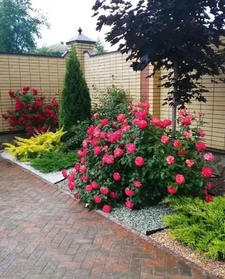 Клумбы с розами на даче: великолепные фото, вдохновляющие для садоводов