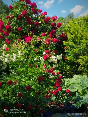 Розы на даче: впечатляющие картинки в jpg формате