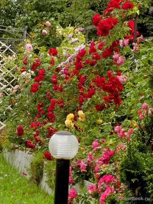 Розы на даче: элегантные фотографии в webp формате
