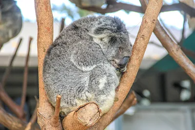 Скачать бесплатно: новое фото коалы на дереве в PNG