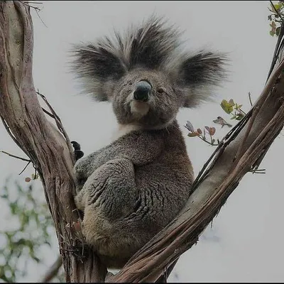 Фото смешной коалы: изображение PNG