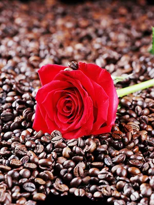 Фото Кофе и розы: внесите нотку романтики в свою жизнь