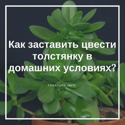 Картинка: Когда цветет денежное дерево - рисунок на фото на айфон 2024 года