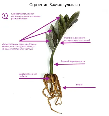 Скачать фото долларового дерева в PNG формате