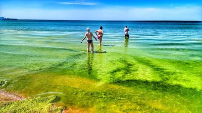 Загадочное природное явление: цветение моря в Анапе