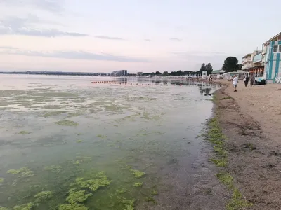 Атмосфера волшебства: море цветет на фотографиях из Анапы