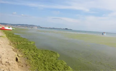 Ошеломляющие моменты: фото моря во время цветения в Анапе