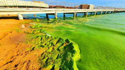 Живописный ландшафт: Когда море в Анапе превращается в красочный ковер