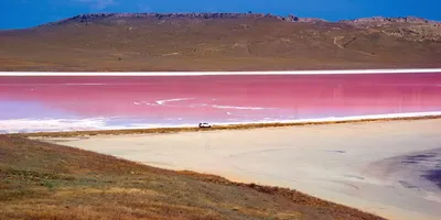 Фото уникальных животных, обитающих в окрестностях Кояшского озера