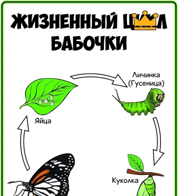 Изображение кокона бабочки в высоком разрешении для выбора размера