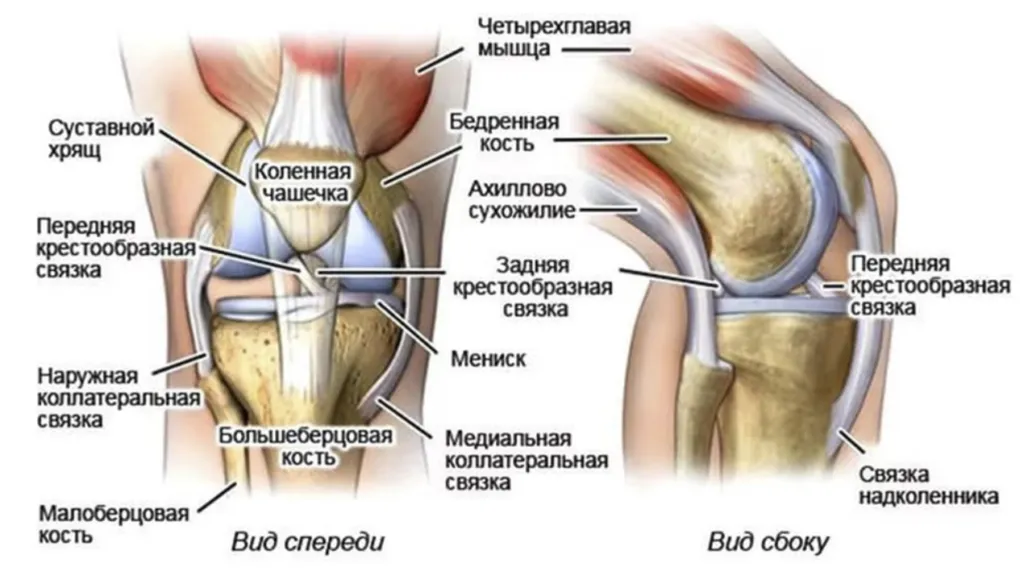 Мышцы коленной чашечки