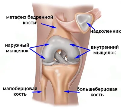 Фото человеческих колен: загрузка в PNG, WebP