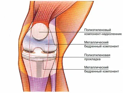 Колени в объективе: скачивание в JPG, PNG, WebP