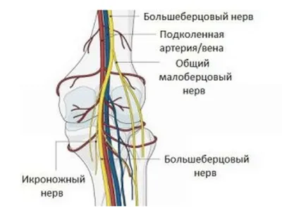 Человеческие колени: выбор размера и формата