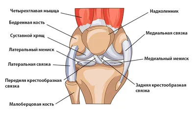 Колени в кадре: выберите формат (JPG, PNG, WebP)