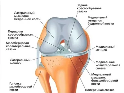 Фото человеческих колен: скачайте в формате WebP