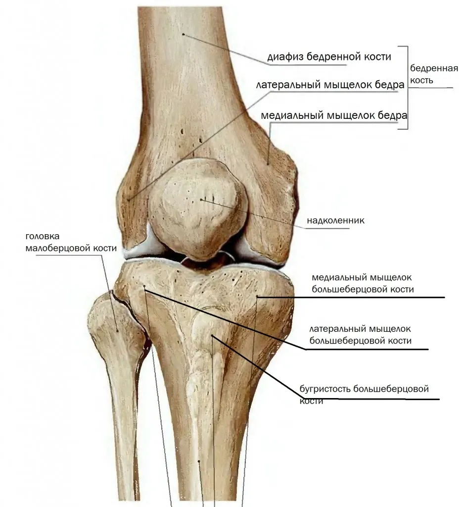 Лечение мыщелка. Мыщелки большой берцовой кости. Медиальный мыщелок коленного сустава. Анатомия коленного сустава мыщелки. Большеберцовая кость и коленный сустав.