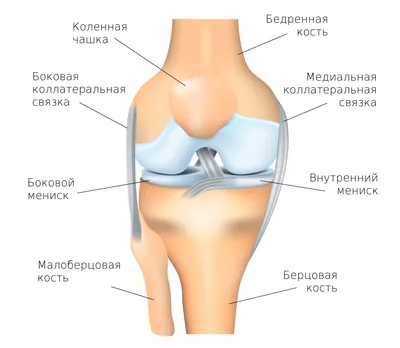 Картинка колена - PNG для прозрачности при скачивании