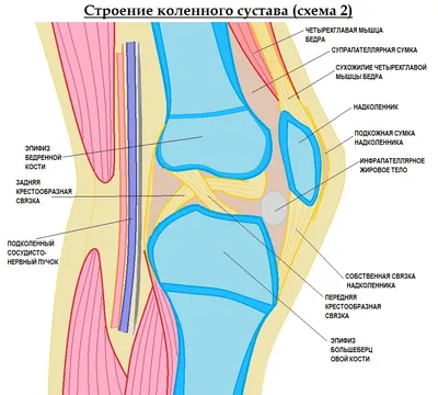 Фотография коленного сустава: оптимизированный JPG