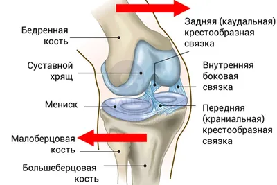 Фото колена человека: выбор размера для скачивания