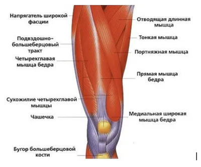 Изображение коленного сустава: формат PNG для высокой четкости