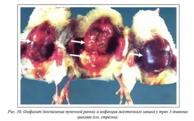 Фото птиц с заболеванием колибактериозом