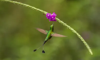 Большие размеры для колибри на фото