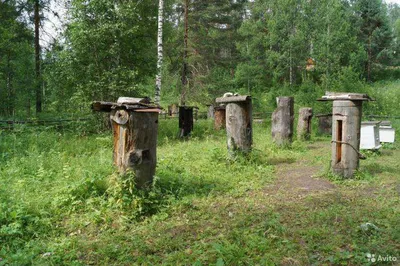 Фотографии пчел: красота и труд этих насекомых